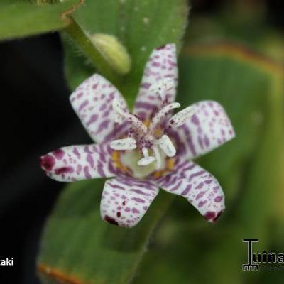 Tricyrtis hirta 'Miyazaki'