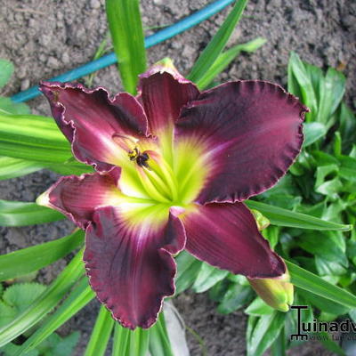 Hemerocallis (roze/purper var.) - 