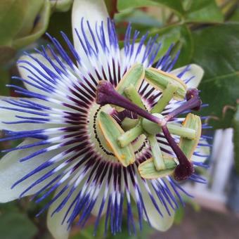 Passiflora caerulea