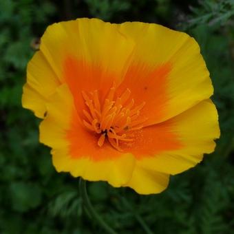 Eschscholzia californica