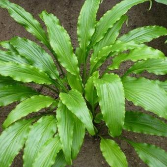 Hosta 'Ringtail'