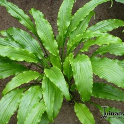 Hosta 'Ringtail' - 