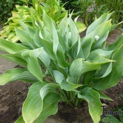 Hosta 'Salute' - 