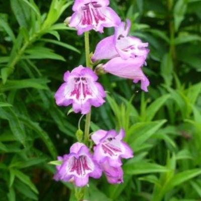 Penstemon 'Bodnant' - 