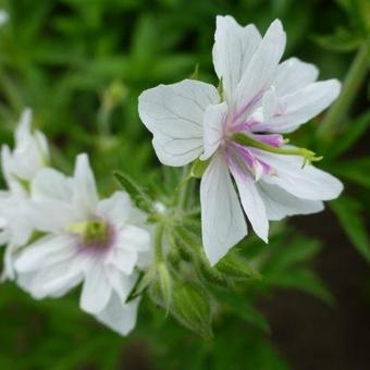 Geranium pratense 'Algera Double'