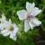 Geranium pratense 'Algera Double'