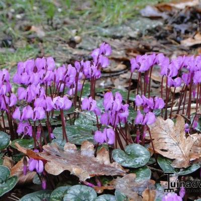 Vorfrühlings-Alpenveilchen - Cyclamen coum