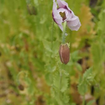 Papaver somniferum