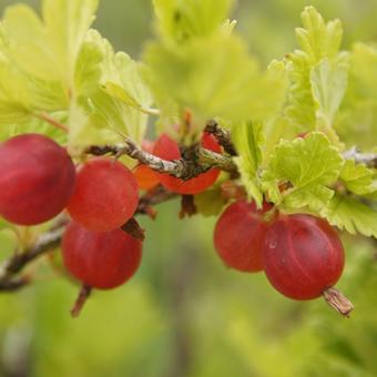 Ribes uva-crispa Hinnonmaki Röd