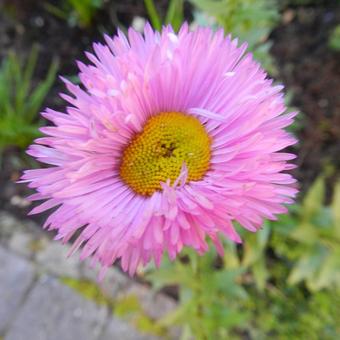 Erigeron 'Rosa Juwel'