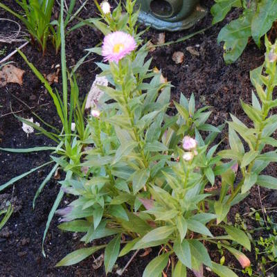 Erigeron 'Rosa Juwel' - Erigeron 'Rosa Juwel'