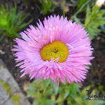 Erigeron - Berufkräuter