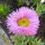 Erigeron