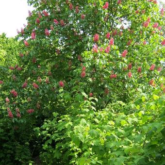 Aesculus x Carnea