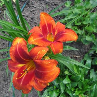 Hemerocallis 'Outrageous'