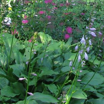 Hosta Fortunei 'Hyacinthina'