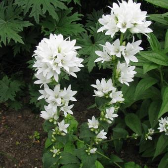 Campanula glomerata 'Alba'