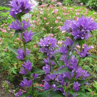 Campanula glomerata 'Speciosa' - 