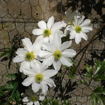 Clematis 'Early Sensation'