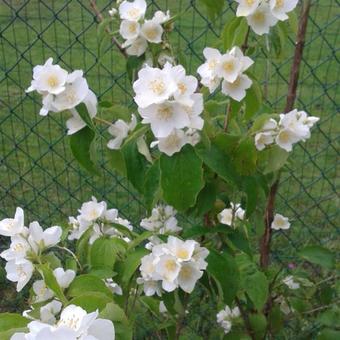 Philadelphus 'Bouquet Blanc'