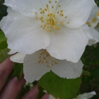 Philadelphus 'Bouquet Blanc'