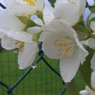 SERINGAT 'BOUQUET BLANC',  JASMIN DES POÈTES - Philadelphus 'Bouquet Blanc'