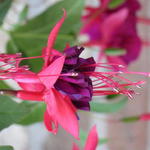 Fuchsia 'Maori Maid' - 