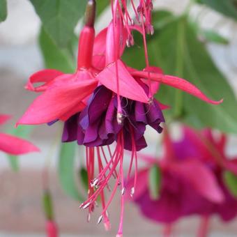 Fuchsia 'Maori Maid'