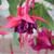 Fuchsia 'Maori Maid'