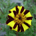 Tagetes patula 'Jolly Jester' - 