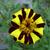 Tagetes patula 'Jolly Jester'