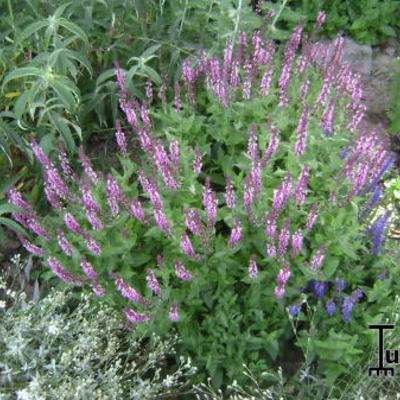 Salvia nemorosa 'Sensation Deep Rose' - 