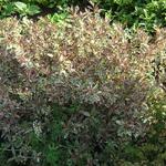 Weigela florida 'Monet' - 