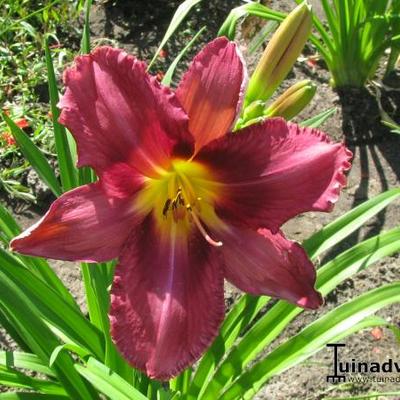 Hemerocallis 'Russian Rhapsody' - 