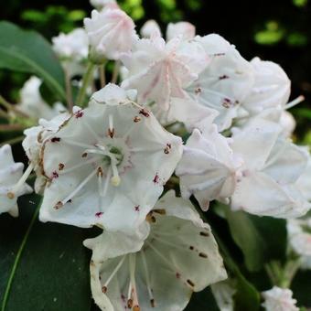 Kalmia