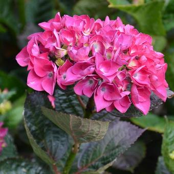 Hydrangea macrophylla 'Merveille Sanguine'