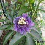 Passiflora - Passionsblumen