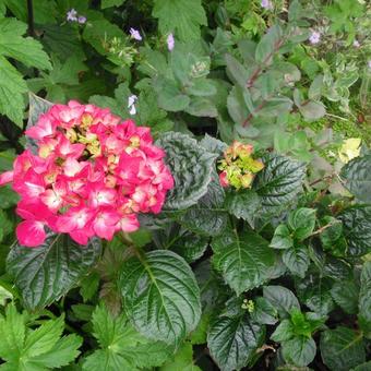 Hydrangea macrophylla 'Merveille Sanguine'