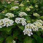 Hydrangea macrophylla 'Ayesha' - 