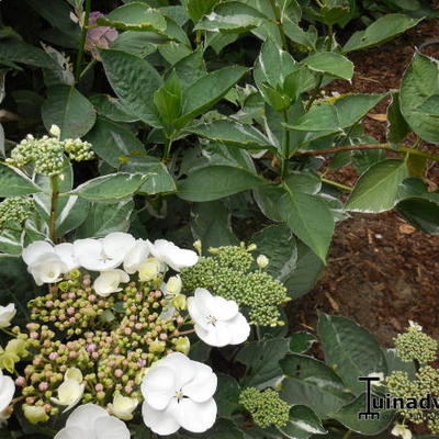 Hydrangea macrophylla 'Tricolor' - Hydrangea macrophylla 'Tricolor'