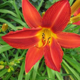 Hemerocallis 'Campfire Embers'