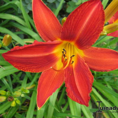 Hemerocallis 'Campfire Embers' - 