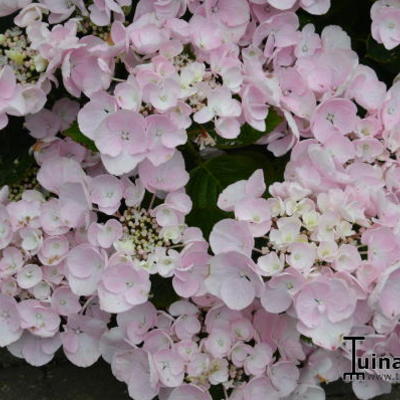 Hydrangea macrophylla 'Hobella' - 