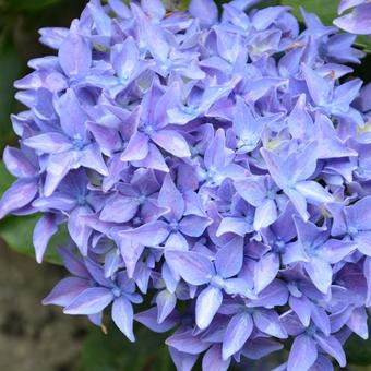 Hydrangea macrophylla 'Tovelit'