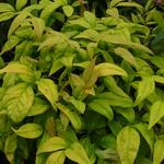 Nandina domestica 'Wood's Dwarf' - 