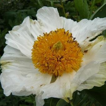 Romneya coulteri