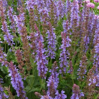 Salvia nemorosa 'Blauhügel'