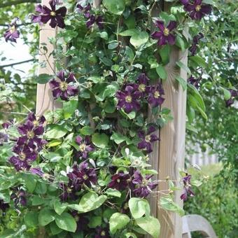 Clematis viticella 'Romantika'