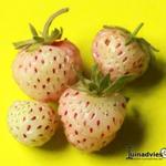 Fragaria x ananassa 'Assietta' - 