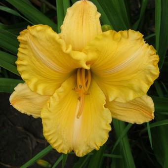 Hemerocallis 'Pearl Lewis'